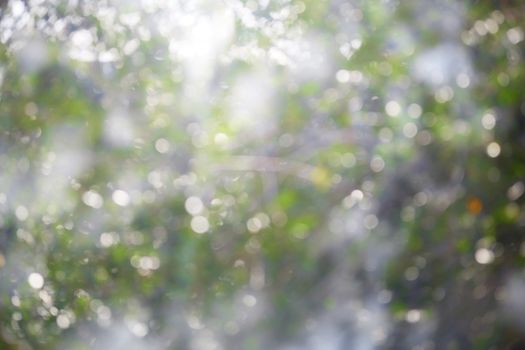 Defocused bokeh background of greenery at springtime