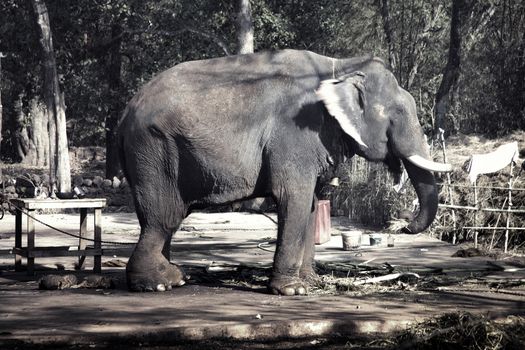 Big wounded Indian elephant in the resort. Animal with broken ivories  