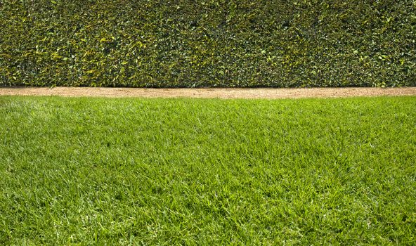 Lush green grass with a beautiful trimmed hedge background