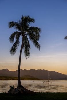 Coconut palm tree over looking the coast with a sailing boat moored in the background