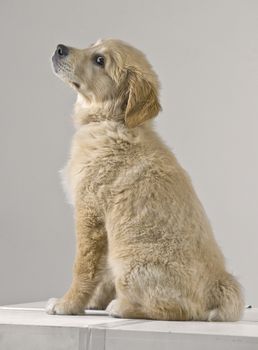 Cute and fluffy golden retriever puppy looking up