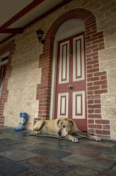 Large dog resting on the door mat of a beautiful old stone and brick house.