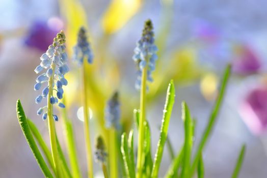 Muscari neglectum flowers in the spring garden