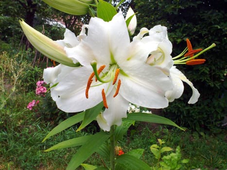 The lily white blossoms in a garden in a midland of Russia