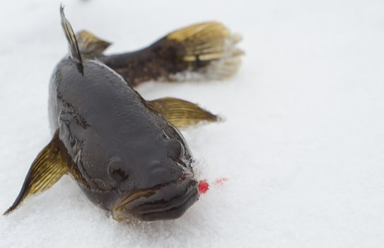 Fish caught from under ice in the beginning of winter
