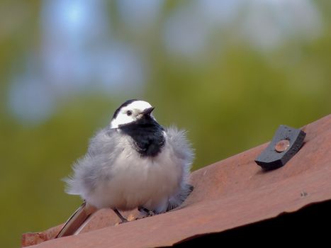 Wagtail on a house roof very beautiful and courageous bird