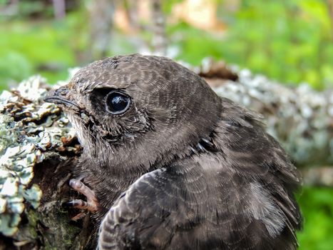 The martin the fastest bird of Russia at small age