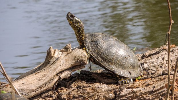 The turtle water in the Astrakhan region is heated ashore