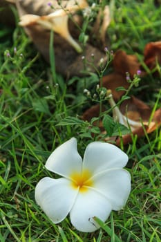 Plumeria flower and Grass flowers on grass.