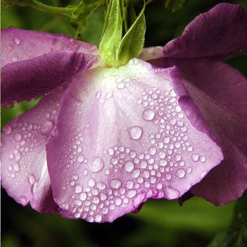 Purple Rose and rain drops.