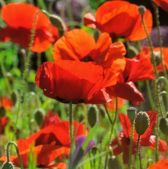 Bright Red Poppies.

