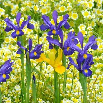 Blue and Yellow Iris against a backcloth of yellow flowers..

