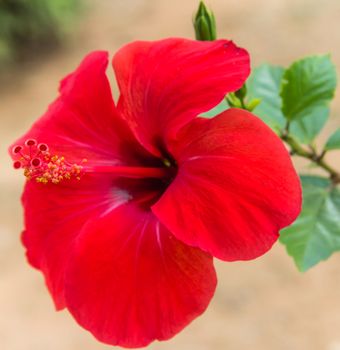 Hibiscus flowers.Red flowers a beautiful colors.