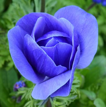 Blue Anenome. Beautiful and vibrant.