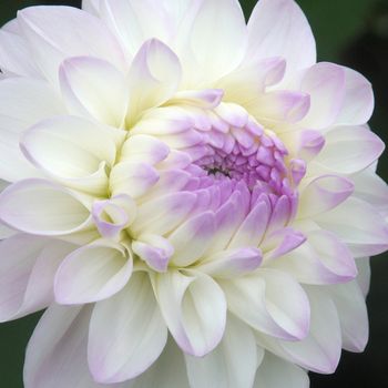 Dahlia.
This is a beautiful summer  flower, vibrant and colorful a stunner in the garden, or as a cut flower in the house.

