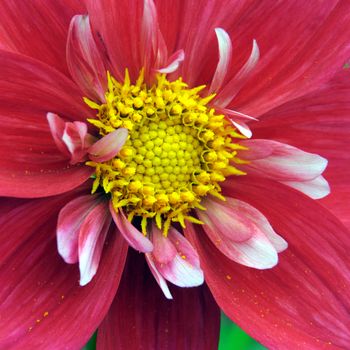 Dahlia.
This is a beautiful summer  flower, vibrant and colorful a stunner in the garden, or as a cut flower in the house.

