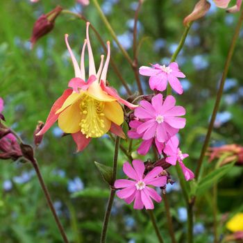 
This is a beautiful summer  flower, vibrant and colorful a stunner in the garden, or as a cut flower in the house.

