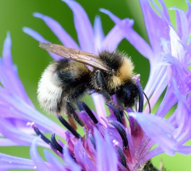 Bee hovering over blue Cornflower.