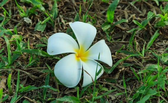 Plumeria flower fall on the grass.Photo highlight the importance flowers on the grass.