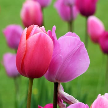 Light pink and dark pink tulips in a spring show. Tulips which are a favorite in all spring gardens.