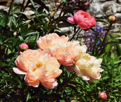 Paeonia "Coral Charm". A beautiful summer shrub.