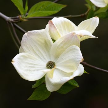 
This is a beautiful summer  flowering treer, vibrant and colorful a stunner in the garden, or as a cut flower in the house.

