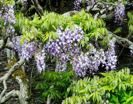 Laburnam tree. Early summer flowering.