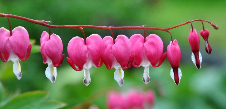 Pink Jewels.
This is a beautiful summer  flower, vibrant and colorful a stunner in the garden,.