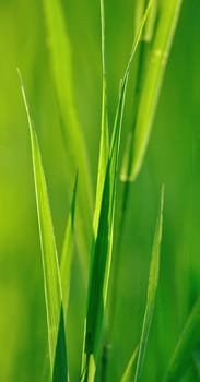 Grasses in close up.