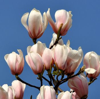 MAGNOLIA


This is a beautiful summer  flowering tree, vibrant and colorful a stunner in the garden, or as a cut flower in the house.

