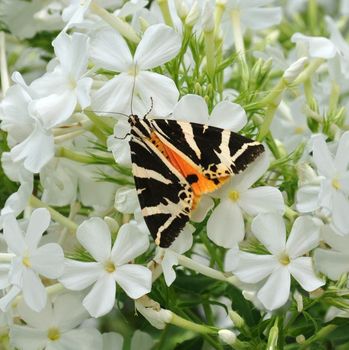 
Butterfly on  beautiful summer  flower, vibrant and colorful a stunner in the garden,

