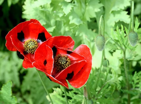 Two red Poppies in summer garden border.