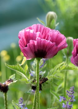 Poppy growing in an English country cottage garden.