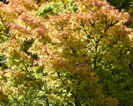   Autumn has arrived.                             
An Autumn scene with golden colored leaves framed by the setting sun through the stand of trees.