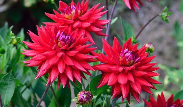 Dahlia.
This is a beautiful summer  flower, vibrant and colorful a stunner in the garden, or as a cut flowerin the house.

