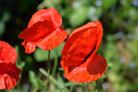 Magnificent red poppies, a summer flower in all cottage gardens.