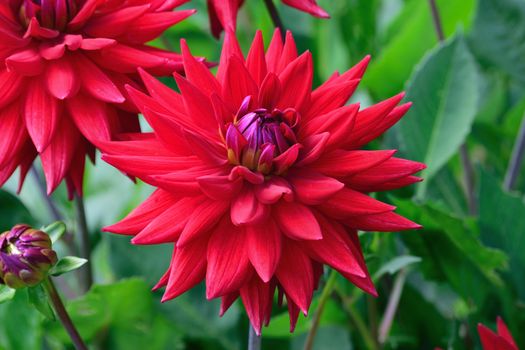 Dahlia.
This is a beautiful summer  flower, vibrant and colorful a stunner in the garden, or as a cut flower in the house.

