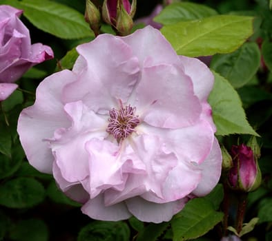 Rose "ODYSSEY" a beautiful lilac bloom perfect for the border in an English cottage garden.