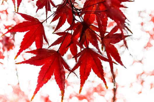 Wet Red Maple Leaves in Rainy day in Autumn with Bokeh, Japan