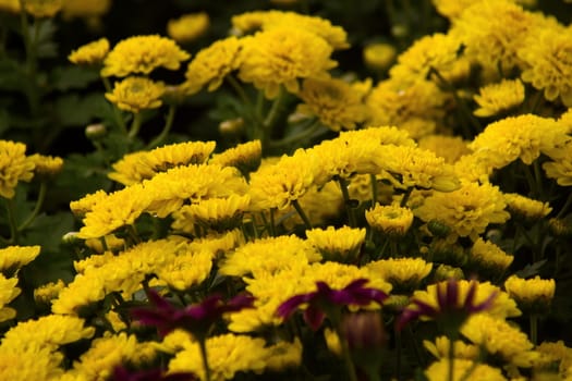 Yellow Chrysanthemum flower bankground