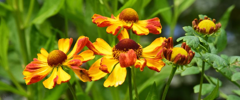 Hellenium.
This is a beautiful summer  flower, vibrant and colorful, a stunner in the garden, or as a cut flower in the house.

