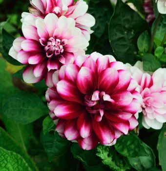 

Dahlia.
This is a beautiful summer  flower, vibrant and colorful a stunner in the garden, or as a cut flower in the house.

