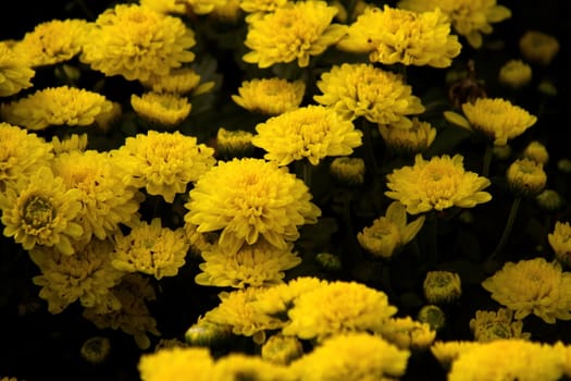 Yellow Chrysanthemum flower bankground