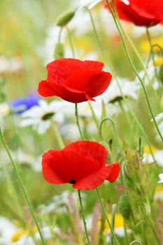 .Photograph taken in an English Country Cottage garden, demonstrating the colors and vibrancy of such a flower border.


