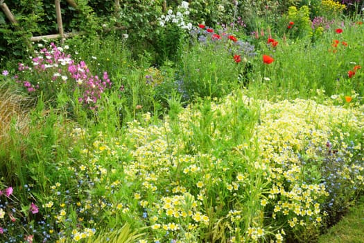 Early summer flower border in an English country cottage garden. Campion, poppies and white daisies and poached egg plant.