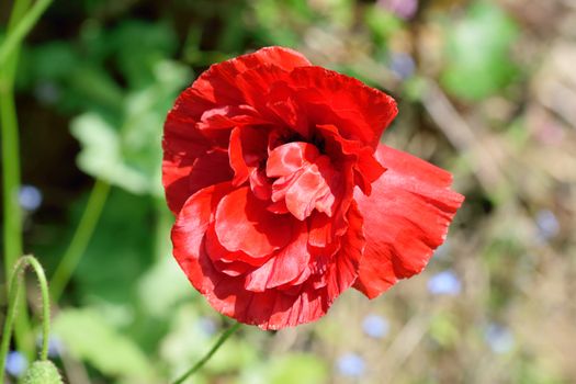 A beautiful deep red summer poppy growing in an English country garden.