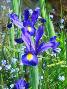 Blue Iris against green background.