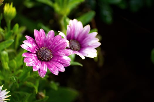 Purple African Daisy flower, Osteospermum flower on blurred background