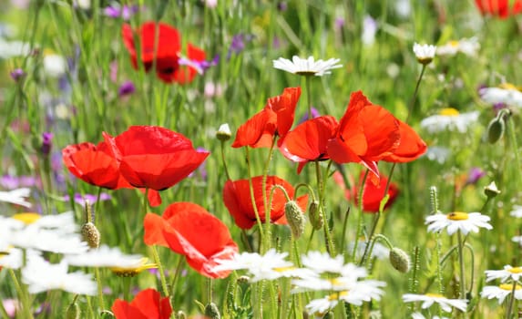 Poppies and daisies in an English country cottage garden. A summer scene.