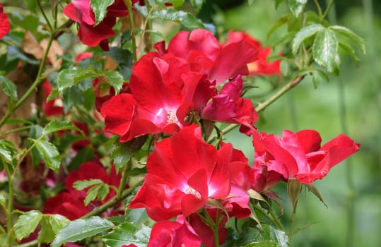 Rosa;  Dortmund.

A beautiful deep red five petal rose with a white center and yellow stamens. A good climber.